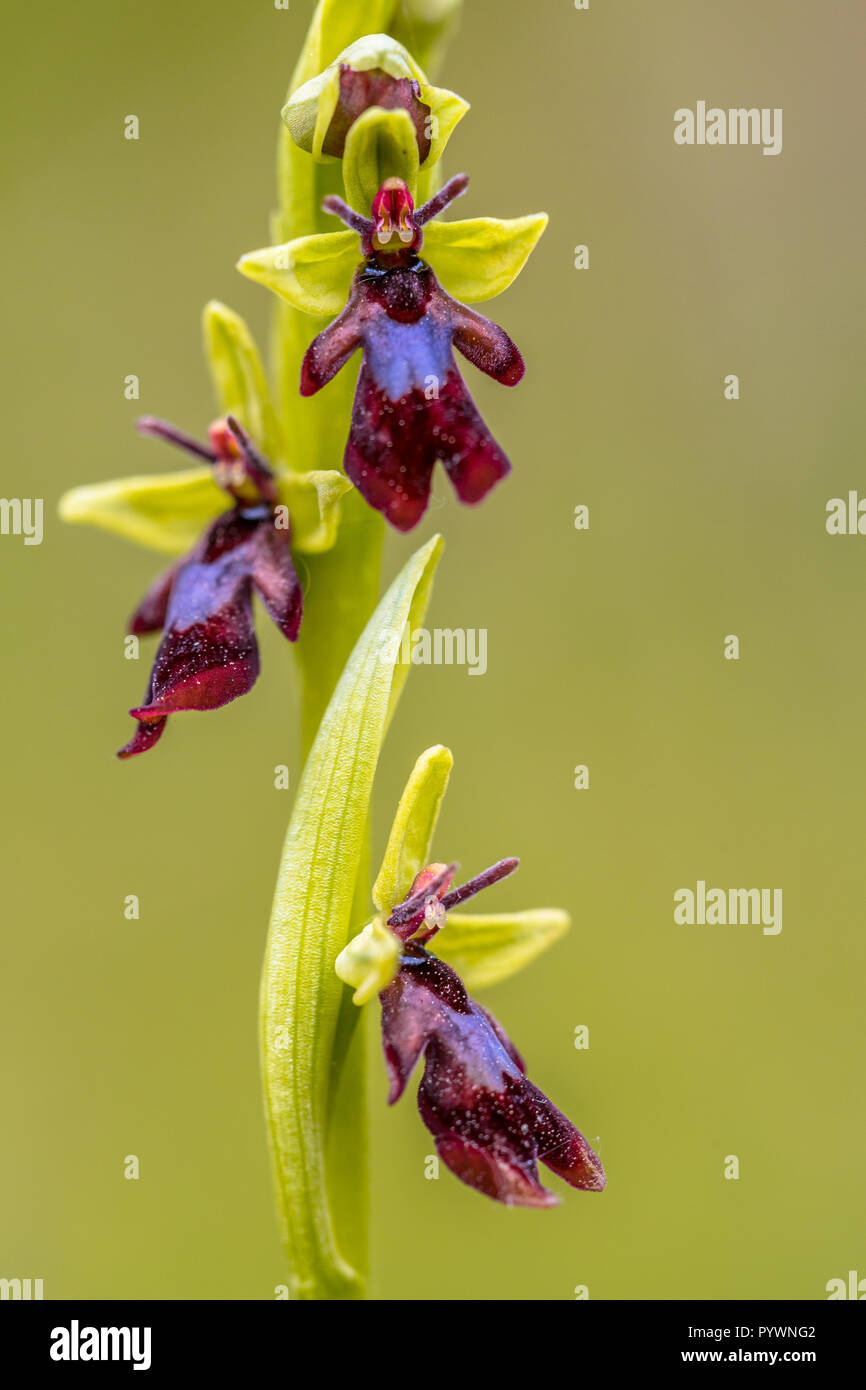 In der Nähe der Fliege Orchid (Ophrys insectifera). Die Pflanzen verwenden, männlichen Duft Wespen und Bienen, die die Blumen bestäuben, wie sie sich paaren w Versuch zu gewinnen Stockfoto