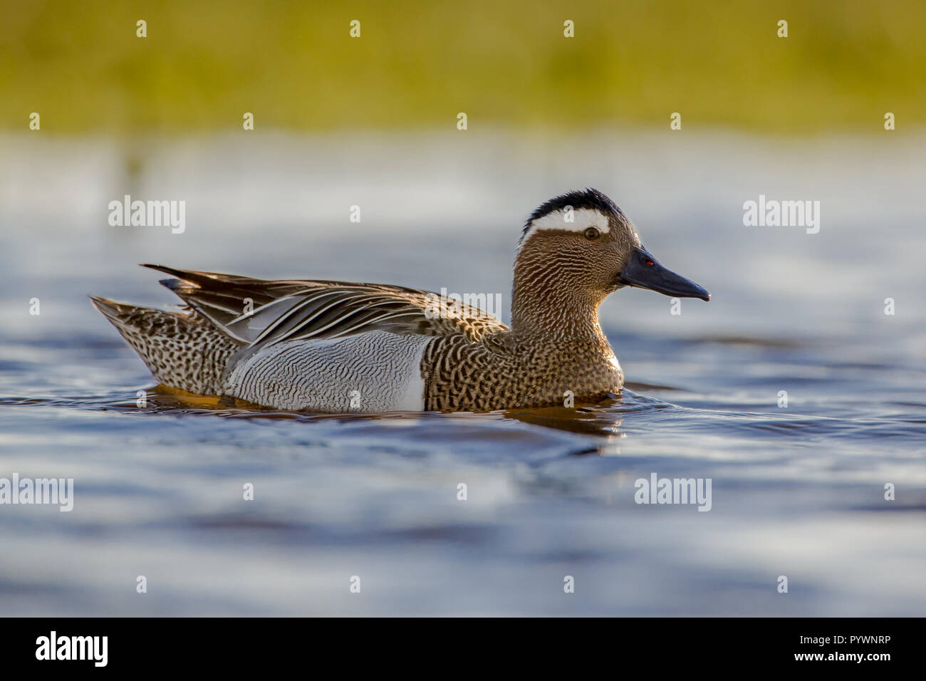 Männliche Ente Krickente (Anas querquedula) in der Morgensonne. Dies ist ein kleines Dabbling Duck. Sie brütet in Europa und Westasien. Stockfoto