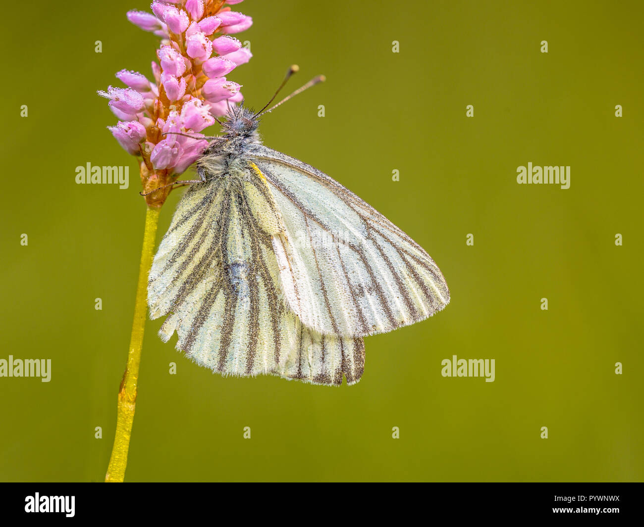 Schlafen Green-Veined weiß (Pieris napi) im Morgentau bedeckt. Dies ist eine der häufigsten Schmetterlingsarten in Europa. Stockfoto