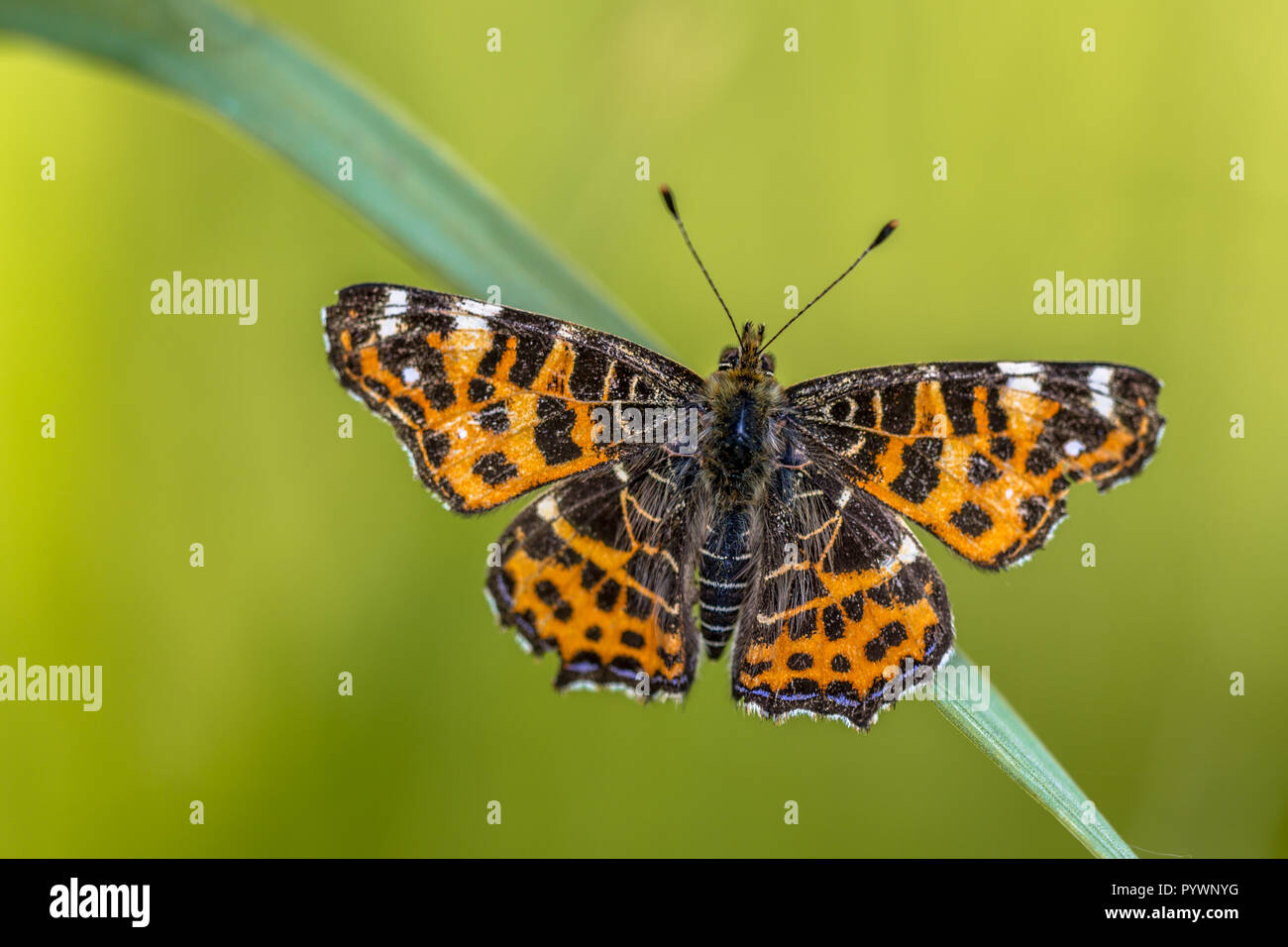 Schönen wilden Karte Schmetterling (Araschnia levana) - auf einem Grashalm. Die Karte ist insofern ungewöhnlich, als seine zwei jährliche brütet sehr unterschiedlich aussehen. Stockfoto