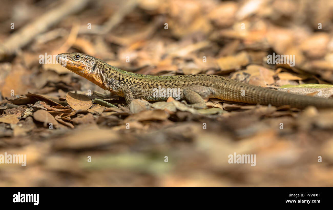 Dalmatiner wand Eidechse (Podarcis melisellensis) mit markanten orange Kehle Stockfoto