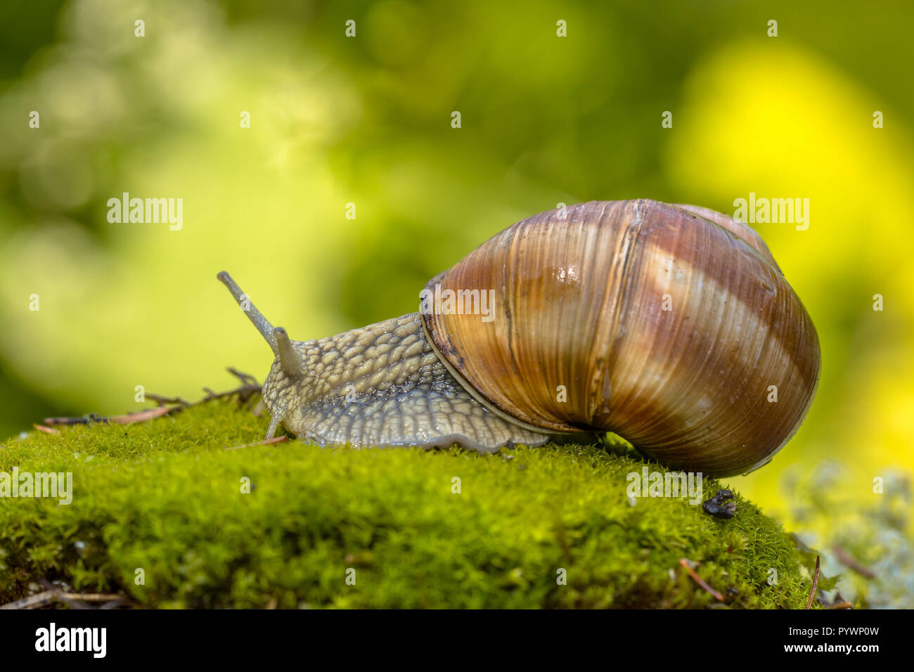 Escargot Schnecke (Helix pomatia) Kriechen auf grünem Moos im Wald mit hellen Hintergrund Stockfoto