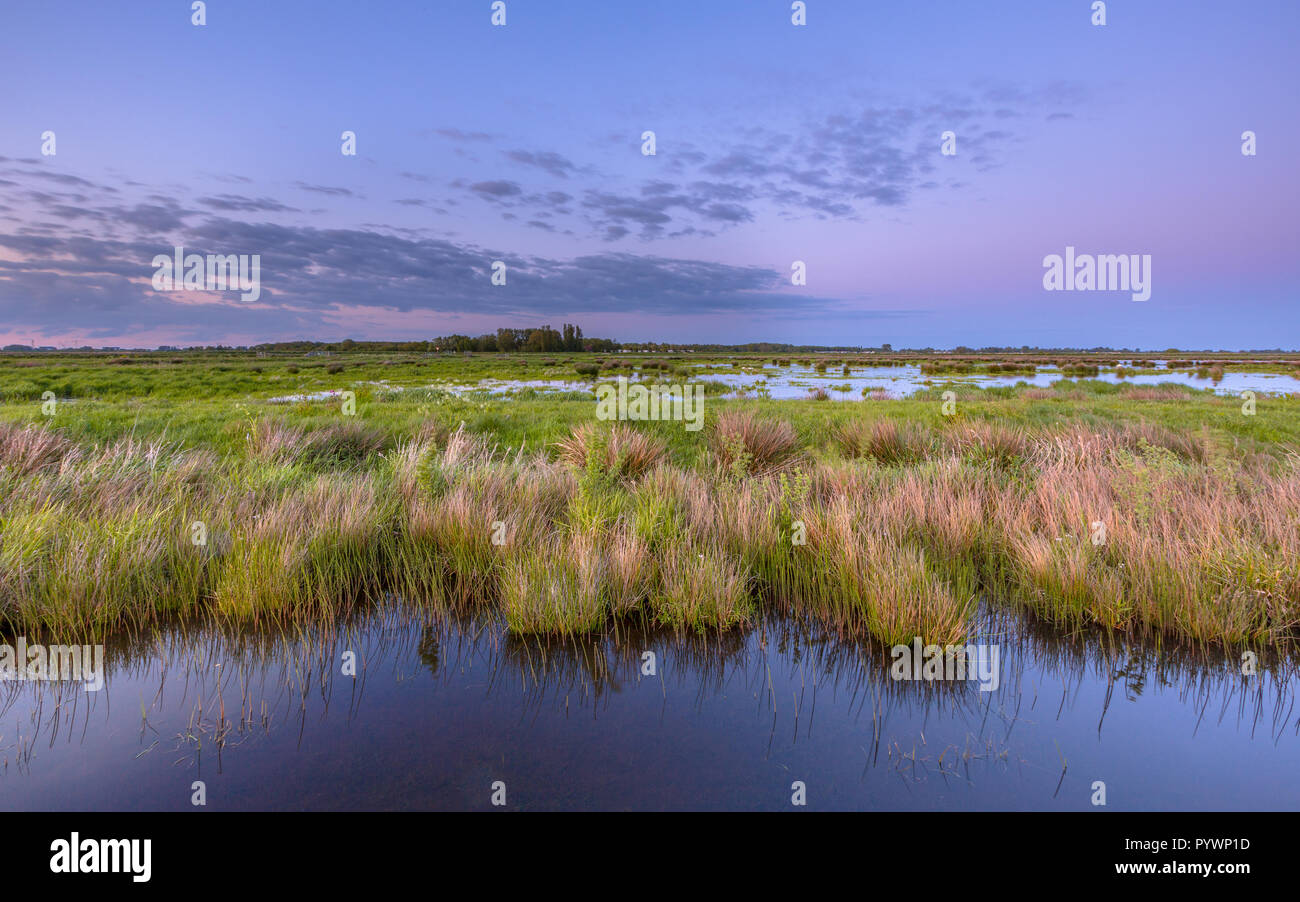 Feuchtgebiet voller Vogelwelt im Natura 2000-Gebiet Zuidlaardermeergebied Naturschutzgebiet Stockfoto