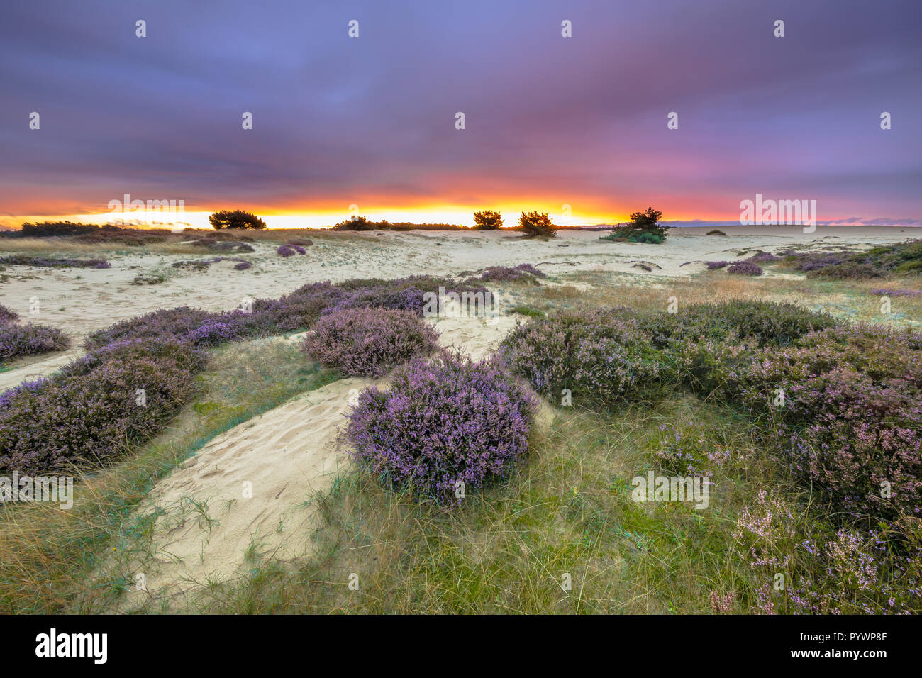 Dünen, Gras- und Heidelandschaft (Calluna vulgaris) unter der inspirierenden lila Sonnenuntergang in einem Nationalpark Hoge Veluwe Niederlande, Europa Stockfoto