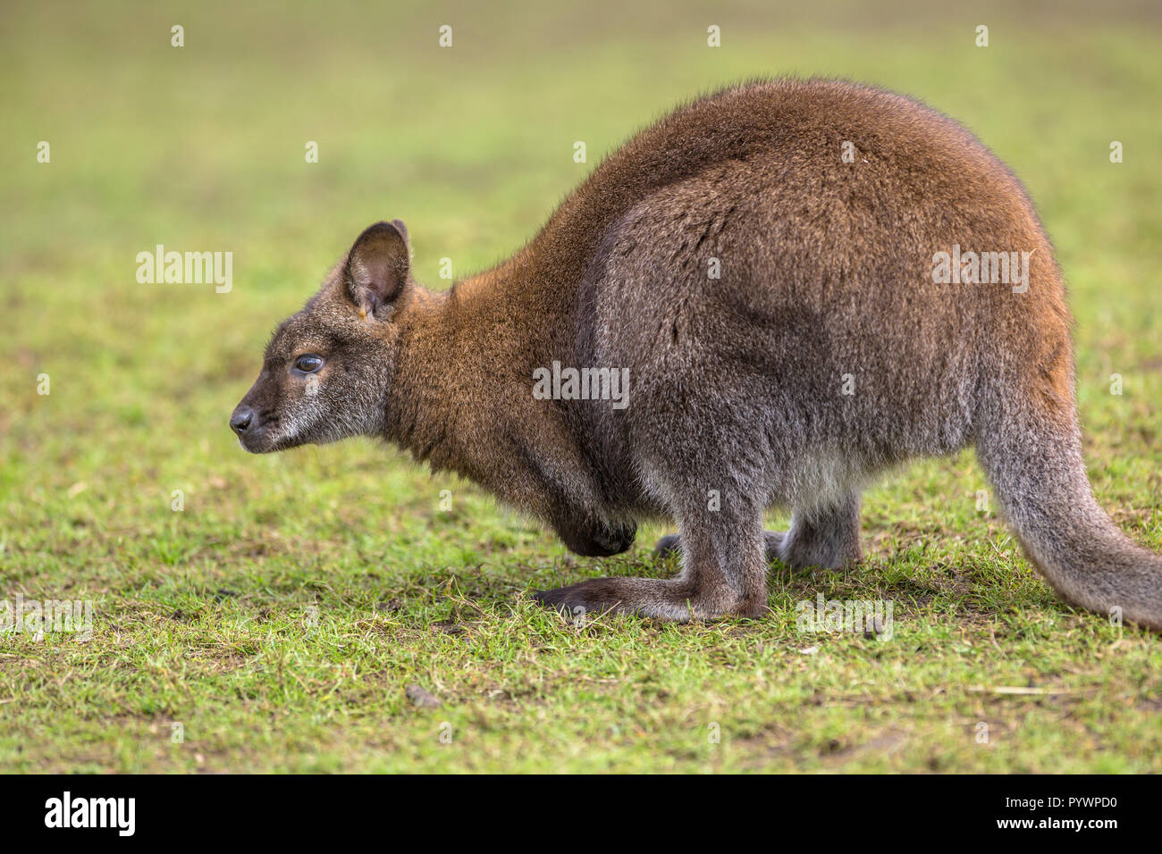 Bennett Wallaby (Macropus rufogrisens), auch bekannt als Red-necked Wallabies sind vor allem einsame aber versammeln, wenn gibt es eine Fülle von r Stockfoto