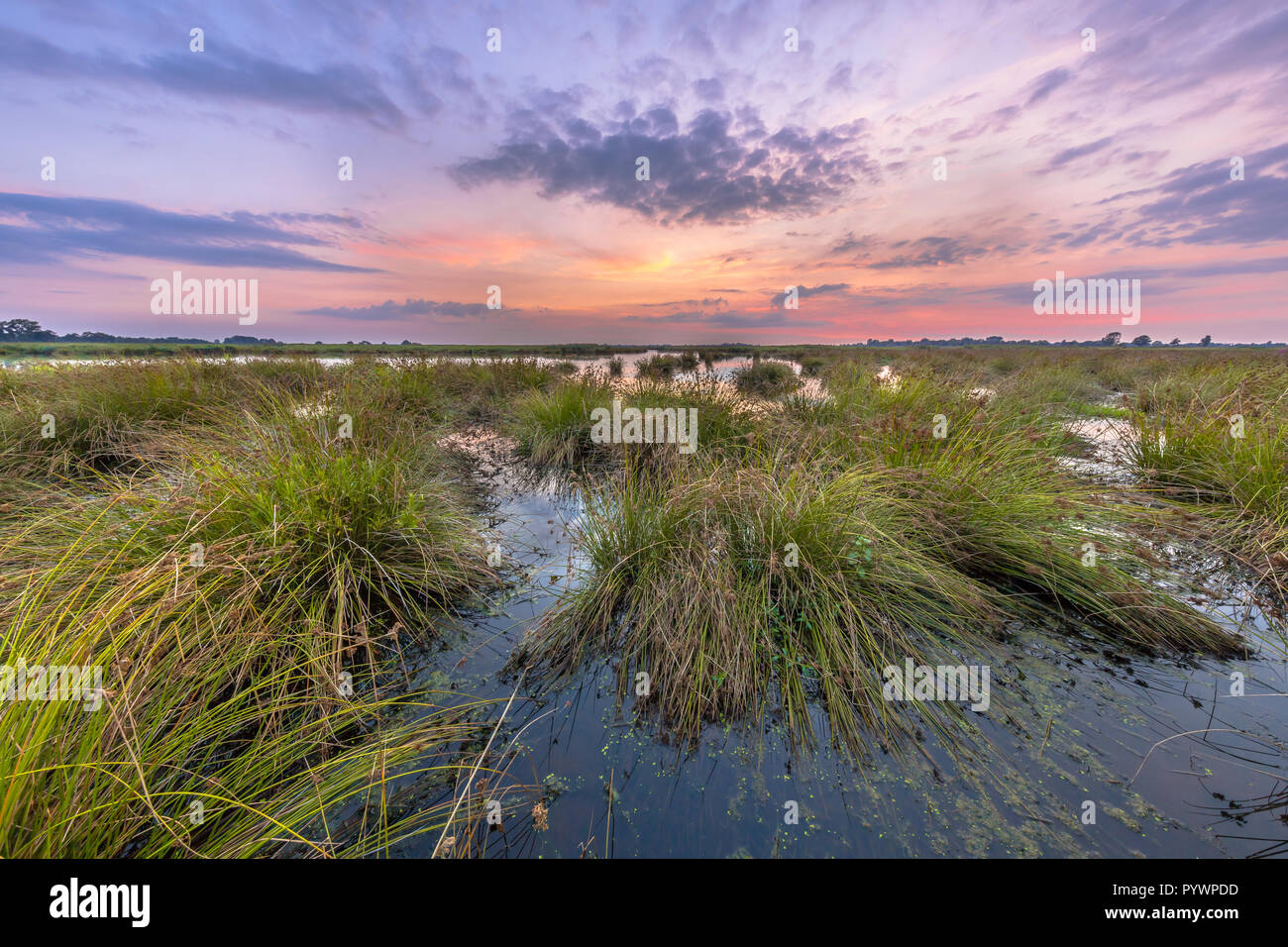 Sumpflandschaft mit Pastellfarben in den Sonnenuntergang und große Büschel des Soft Rush (Juncus effusus) wachsen in der reflektierenden Wasser bei Peizermaden Wasser Management Stockfoto