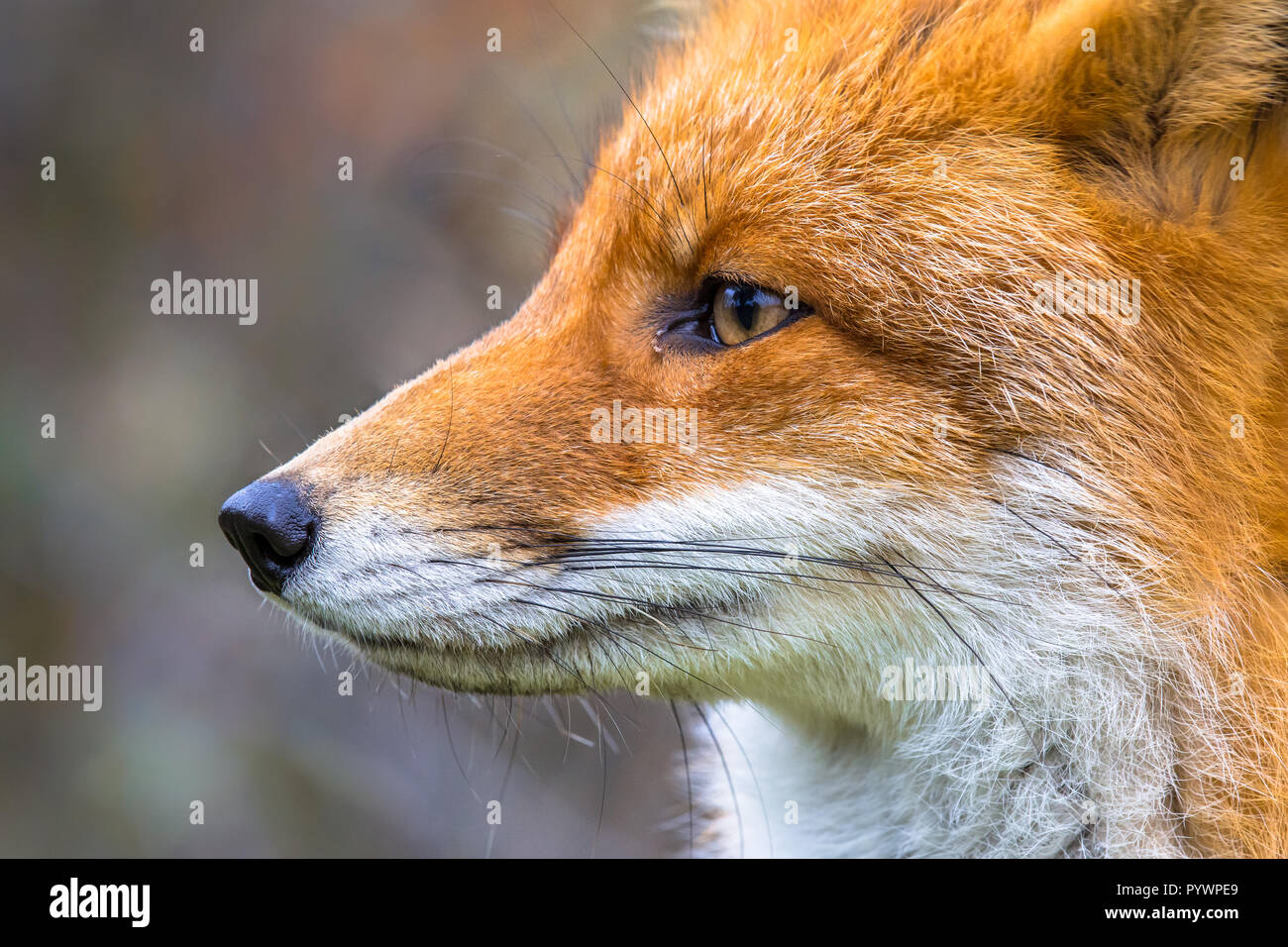 Seitenansicht Portrait von Europäischen Red Fox (Vulpes vulpes) en Profil Stockfoto