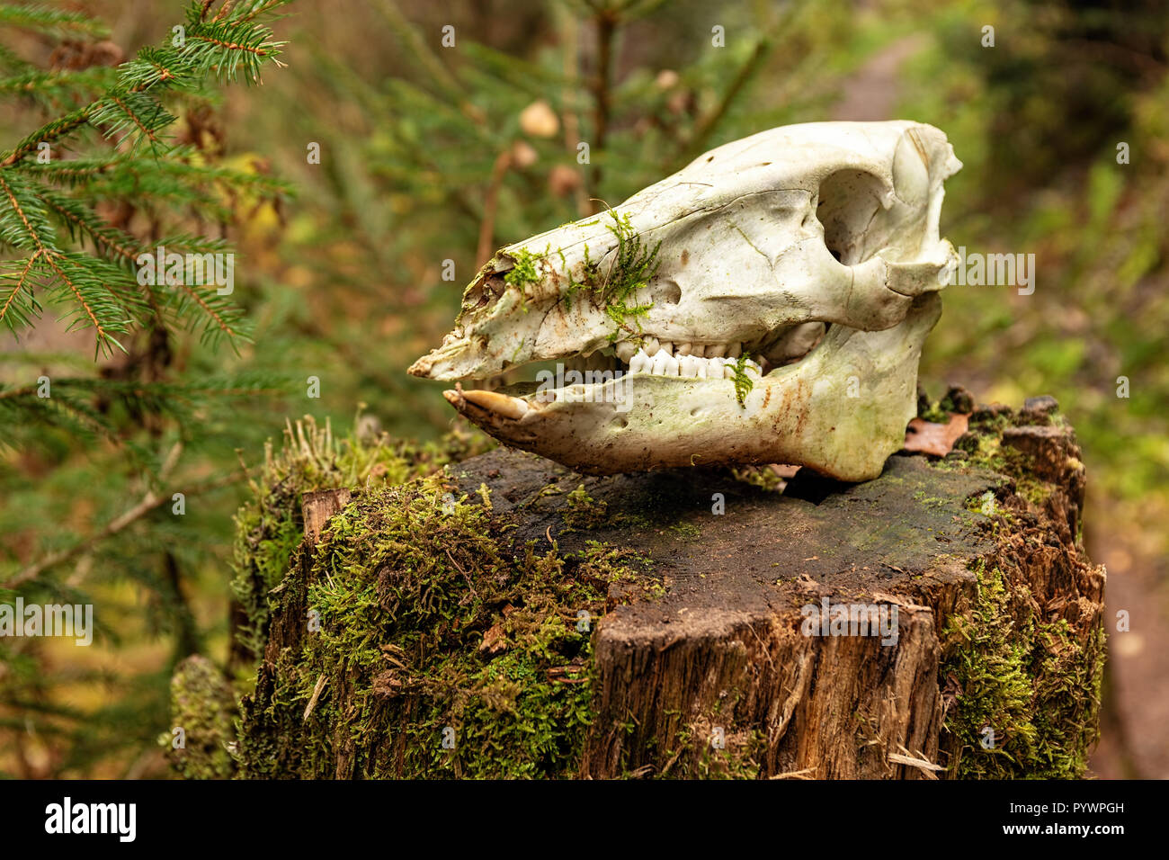 Wandern Eindruck im Schwarzwald entlang der Roetenbach im Herbst, Deutschland. Magische Herbst Forrest. Buntes Herbstlaub. Romantische Hintergrund. Stockfoto