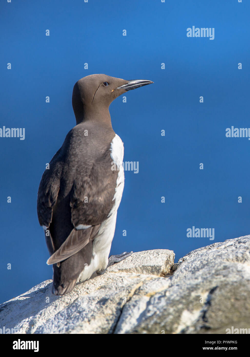 Gemeinsame trottellumme (Uria aalge) auf einem Felsen vor blauem Hintergrund der Nordsee in der Nähe von Schottland sitzen Stockfoto
