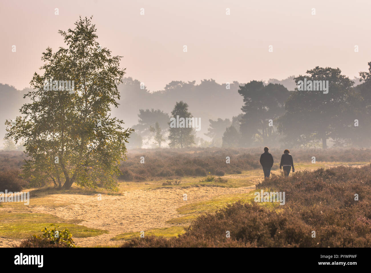 Menschen zu Fuß entlang Pfad durch Heide an einem Morgen im Oktober unter Herbst Licht. Otterlo, Hoge Veluwe, Niederlande Stockfoto