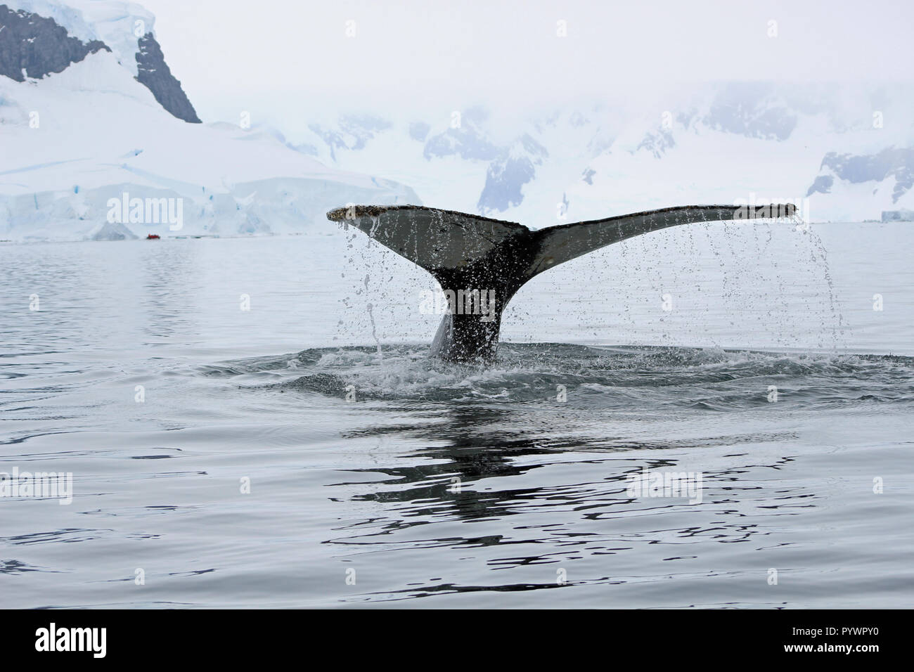 Nahaufnahme der Buckelwal Schwanzflossen wie es Tauchgänge in Wasser aus der Antarktischen Halbinsel, auf Augenhöhe von einem Sternzeichen auf eine einmalige Reise gesehen Stockfoto