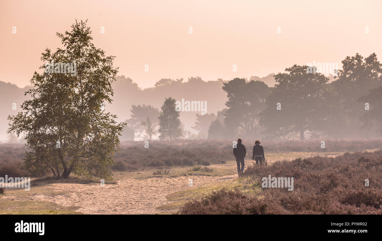 Panorama der Paar Spaziergang entlang Pfad durch Heide an einem Morgen im Oktober unter Herbst Licht. Otterlo, Hoge Veluwe, Niederlande Stockfoto