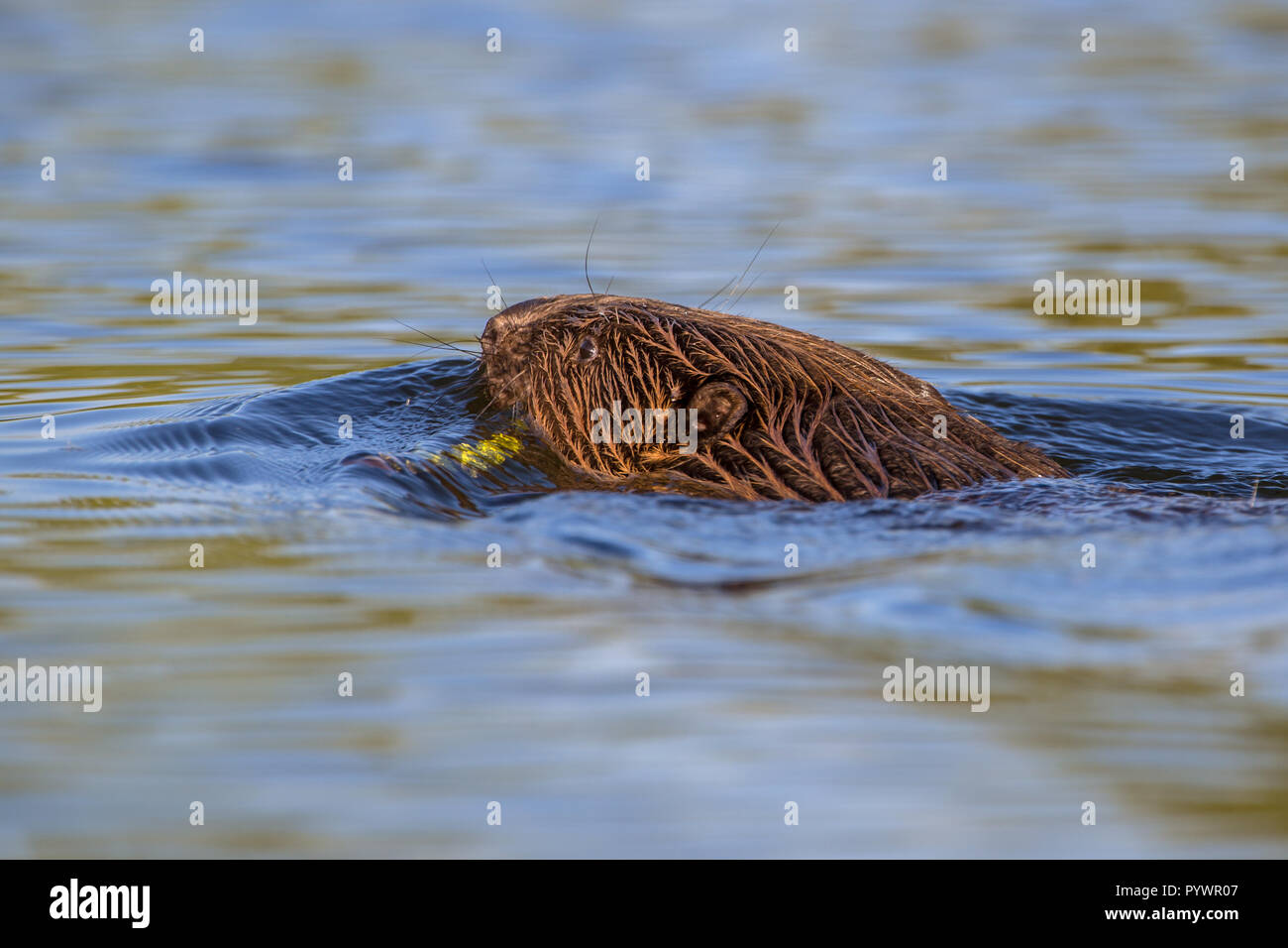 Schwimmen Biber (Castor Fiber) unter schönes Licht bei Sonnenuntergang in der Biesbosch Niederlande Stockfoto