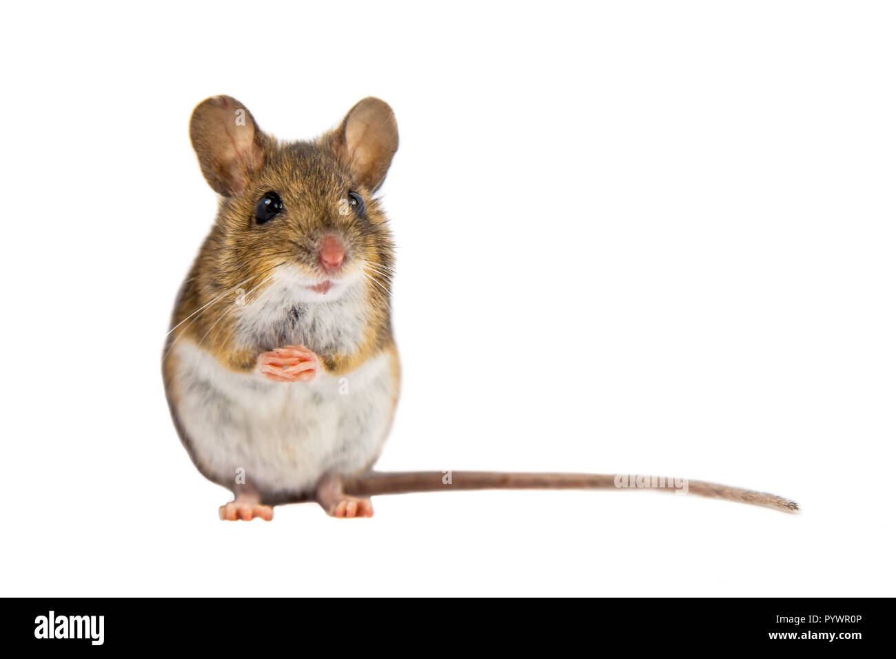 Holz Maus (APODEMUS SYLVATICUS) sitzen auf die Hinterbeine und schaut in die Kamera auf weißem Hintergrund Stockfoto