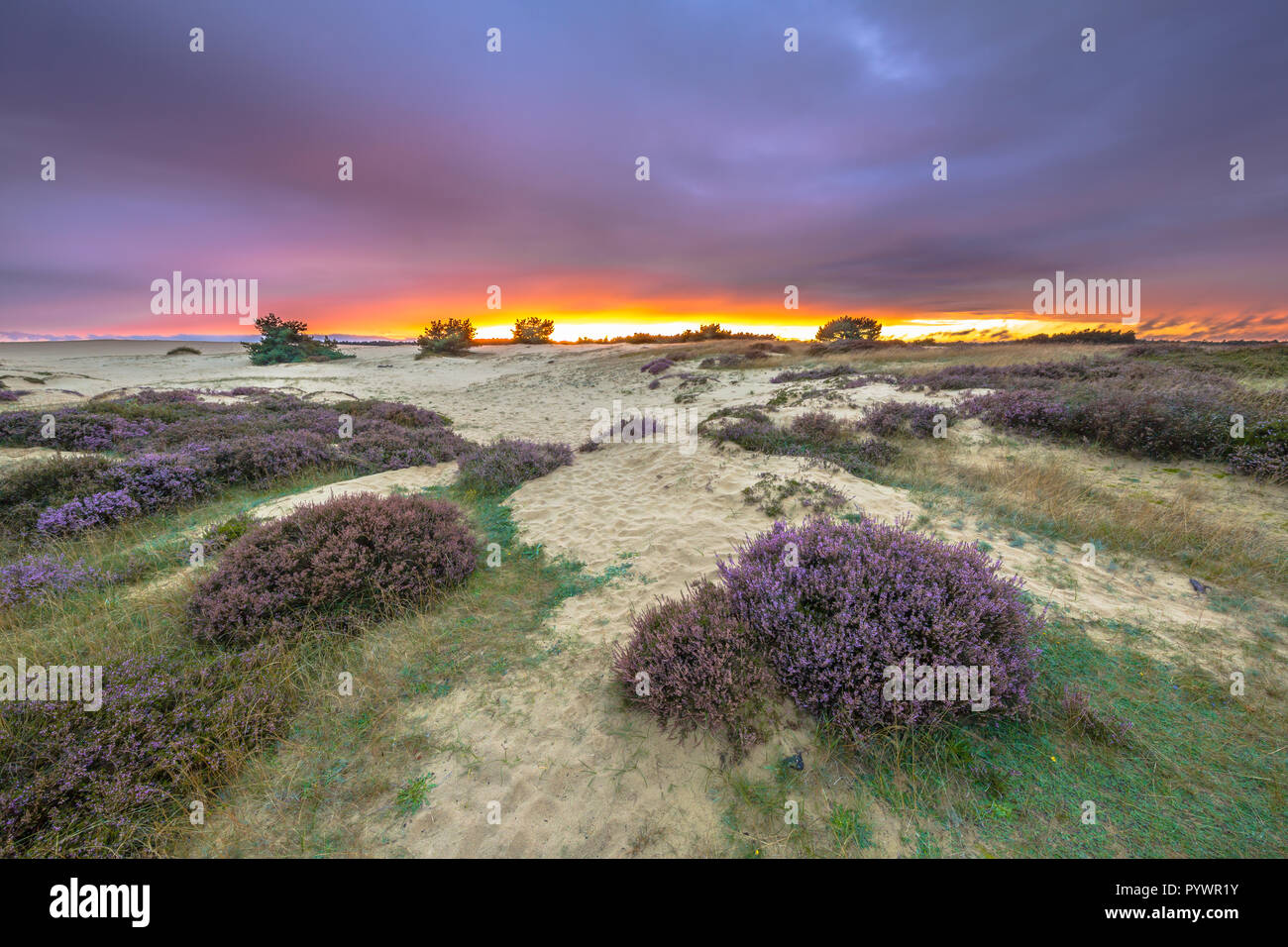 Dünen, Gras- und Heidelandschaft (Calluna vulgaris) unter dem atemberaubenden Sonnenuntergang in einem Naturschutzgebiet in Holland, Europa Stockfoto