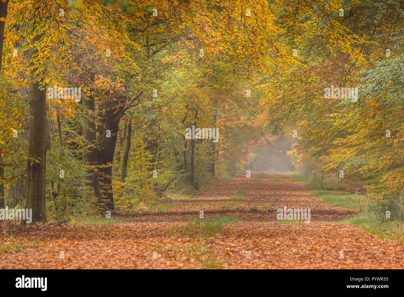 Herbst Lane mit Buche (Fagus sylvatica) in warmen Orange-gelbe und braune Farben Stockfoto