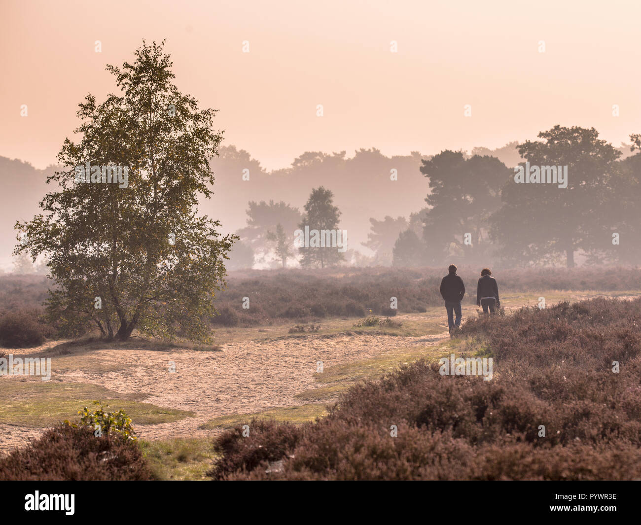 Paar Spaziergang entlang Pfad durch Heide an einem Morgen im Oktober unter Herbst Licht. Otterlo, Hoge Veluwe, Niederlande Stockfoto