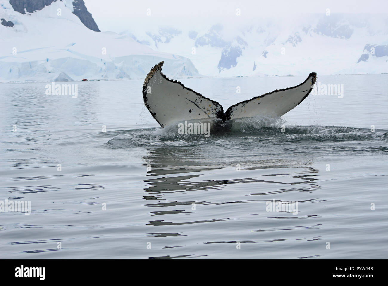 Nahaufnahme der Buckelwal Schwanzflossen wie es Tauchgänge in Wasser aus der Antarktischen Halbinsel, auf Augenhöhe von einem Sternzeichen auf eine einmalige Reise gesehen Stockfoto