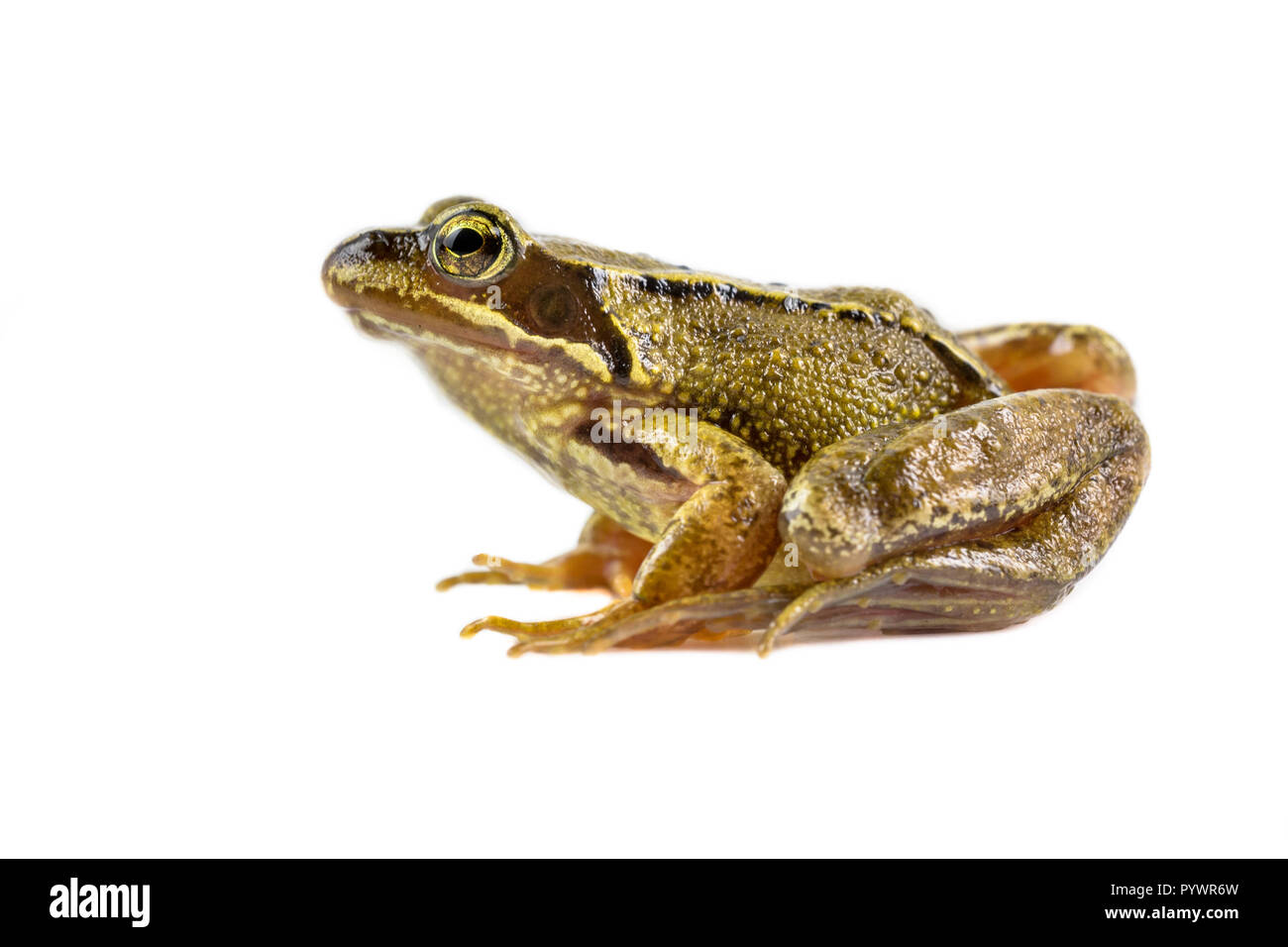 Gemeinsame Braun Frosch (Rana temporaria) Vorbereitung auf weißem Hintergrund mit Freistellungspfad zu springen Stockfoto
