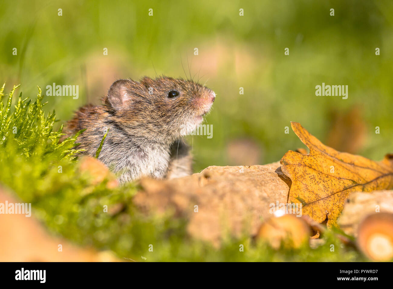 Wild Bank vole (Myodes Glareolus) Maus peeking von hinten in die Kamera von Waldboden anmelden Stockfoto