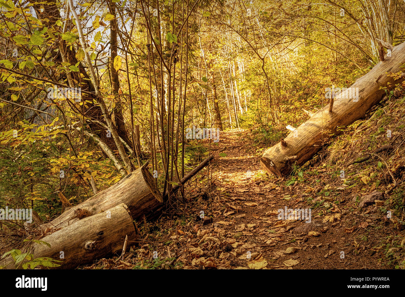 Wandern Eindruck im Schwarzwald entlang der Roetenbach im Herbst, Deutschland. Magische Herbst Forrest. Buntes Herbstlaub. Romantische Hintergrund. Stockfoto