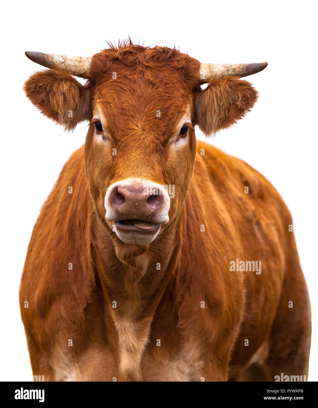 Adorable Kuh Portrait auf weißem Hintergrund. Farm Animal gewachsen für Bio-fleisch Stockfoto