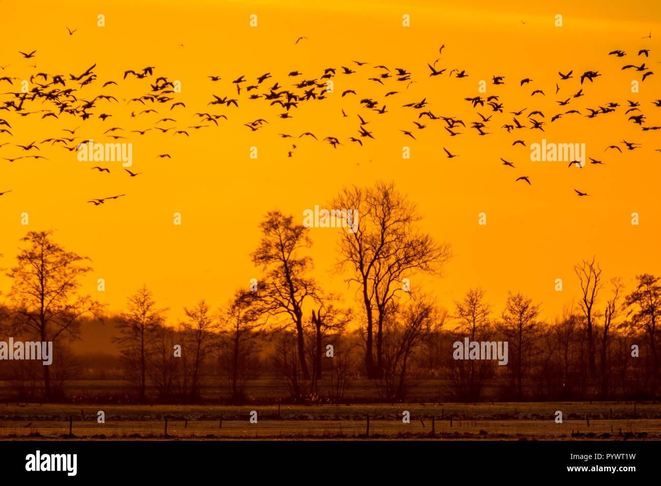 Schwarm Gänse auf der Suche nach sicheren Schlaf- und Rost unter untergehende Sonne auf holländischen Landschaft Stockfoto