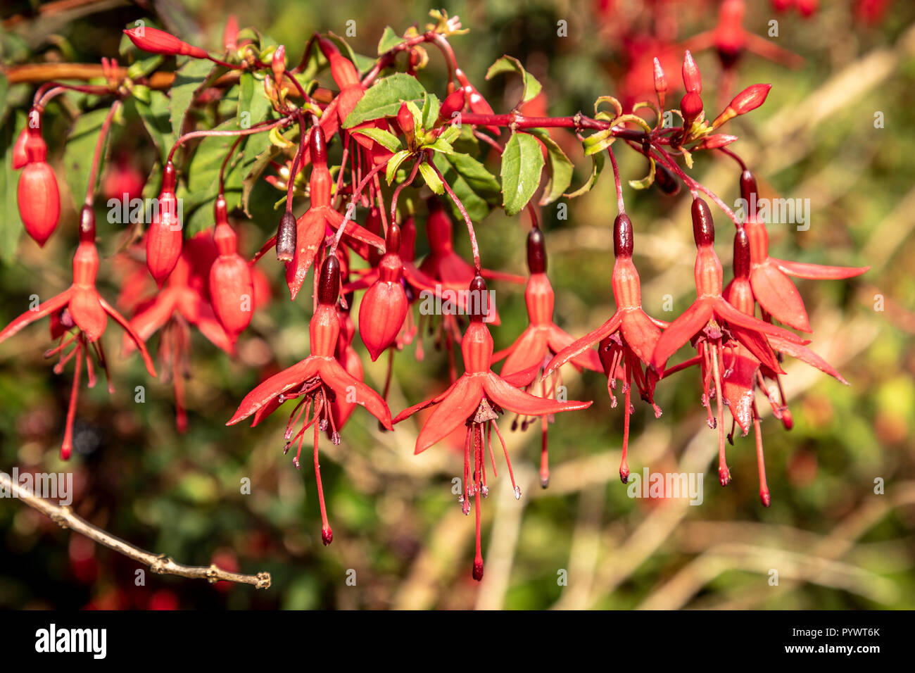 Blick auf den Ring of Kerry, Fuchsia, Irland, Europa Stockfoto