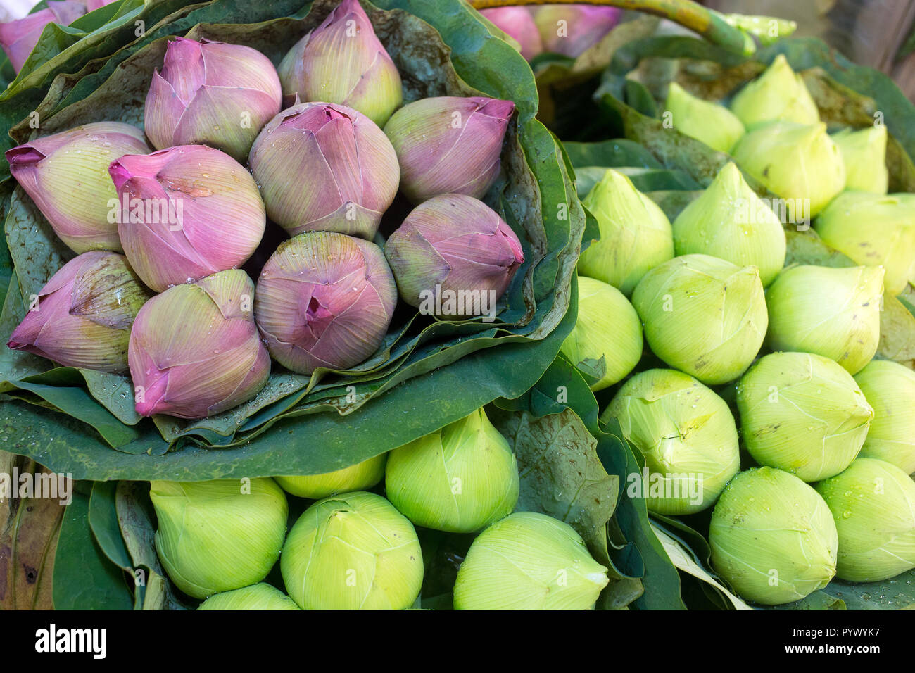 Lotus buds Bündel, Buddhismus angeboten, in der Bangkok Blumenmarkt Stockfoto