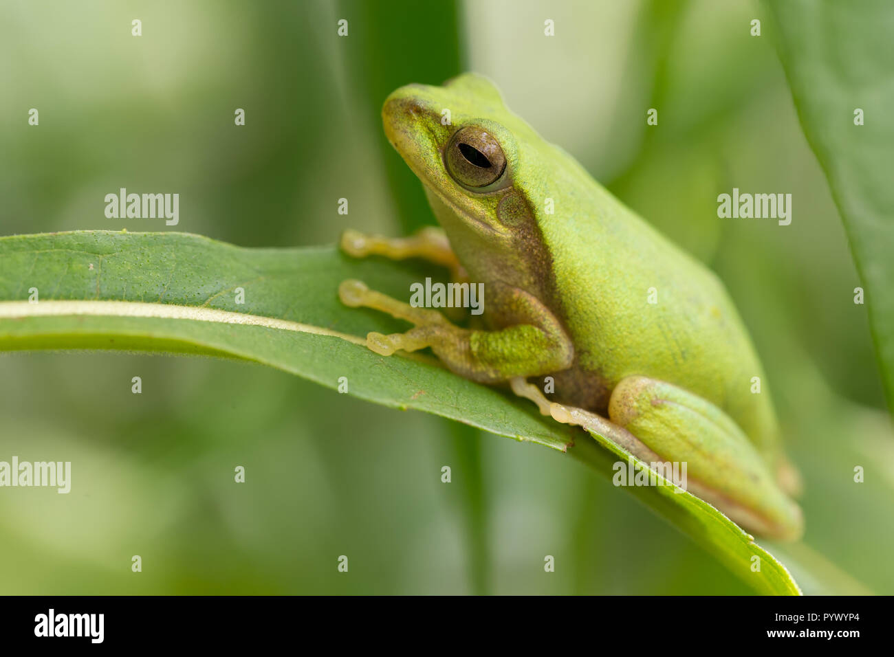 Grüne tropische Wiese Frosch stehend auf einem Grashalm, Thailand Stockfoto