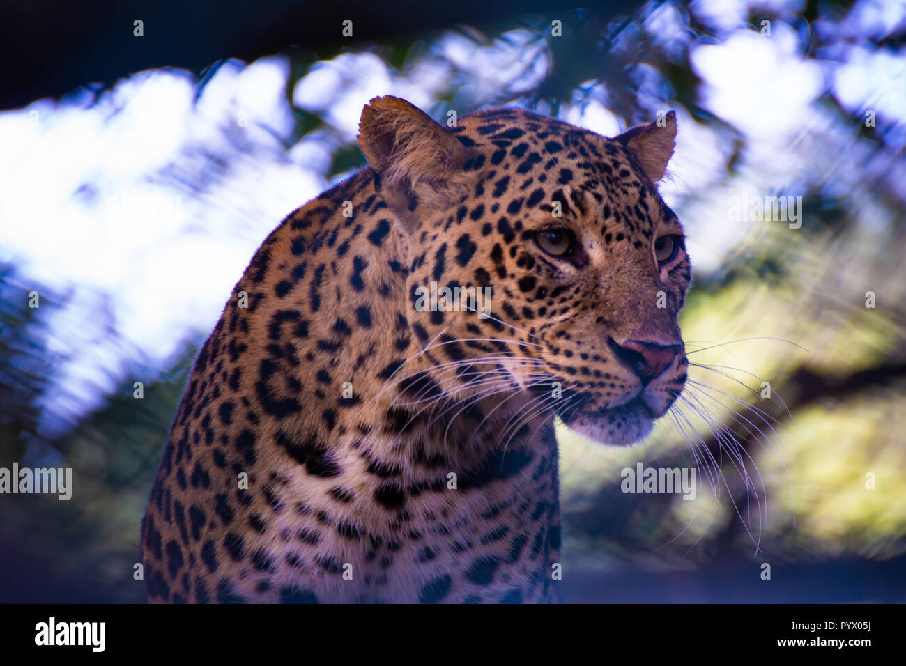 Großen asiatischen Leopard auf seine Beute konzentriert Stockfoto