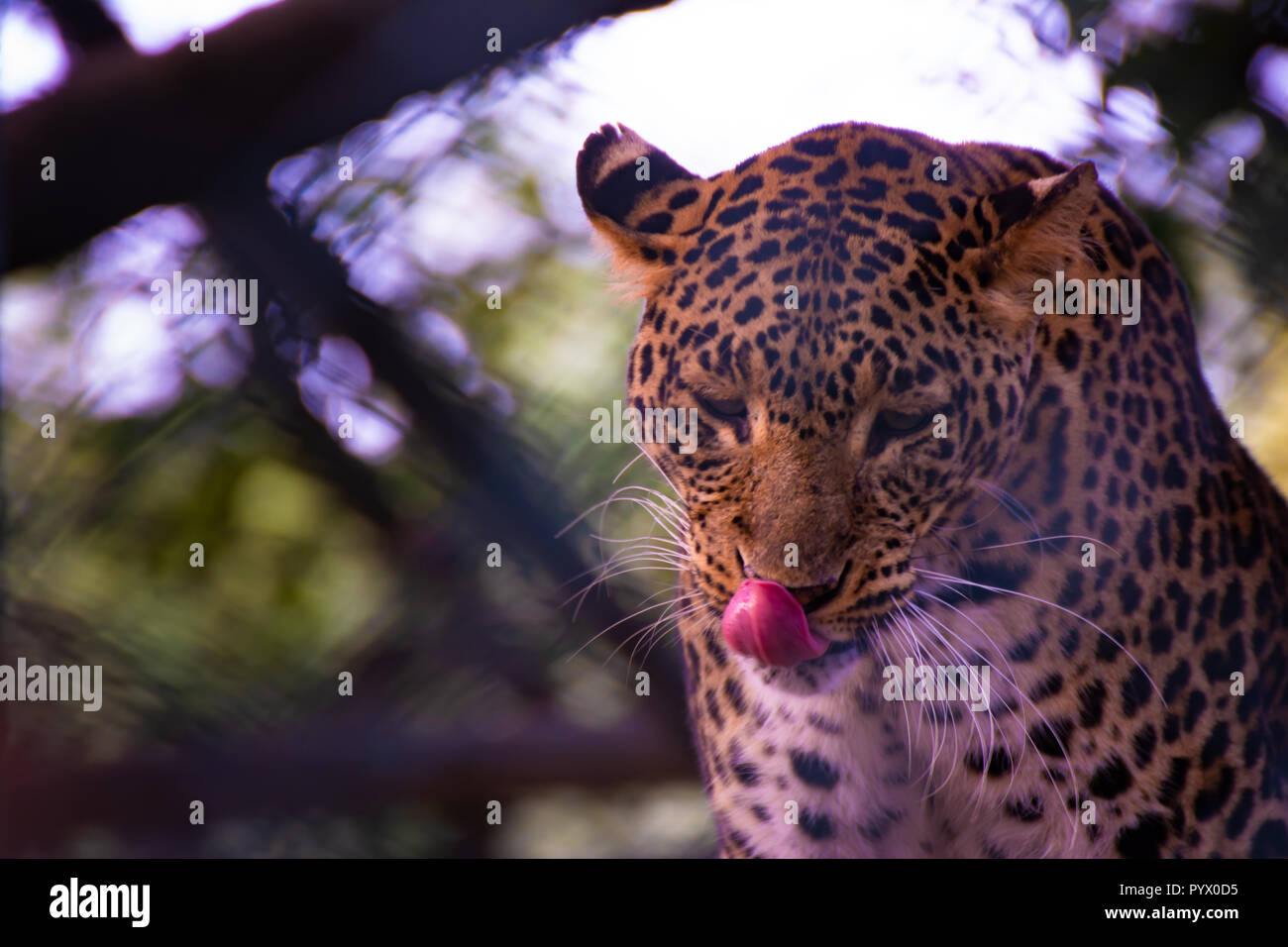 Großen asiatischen Leopard seinen Mund reinigen Stockfoto