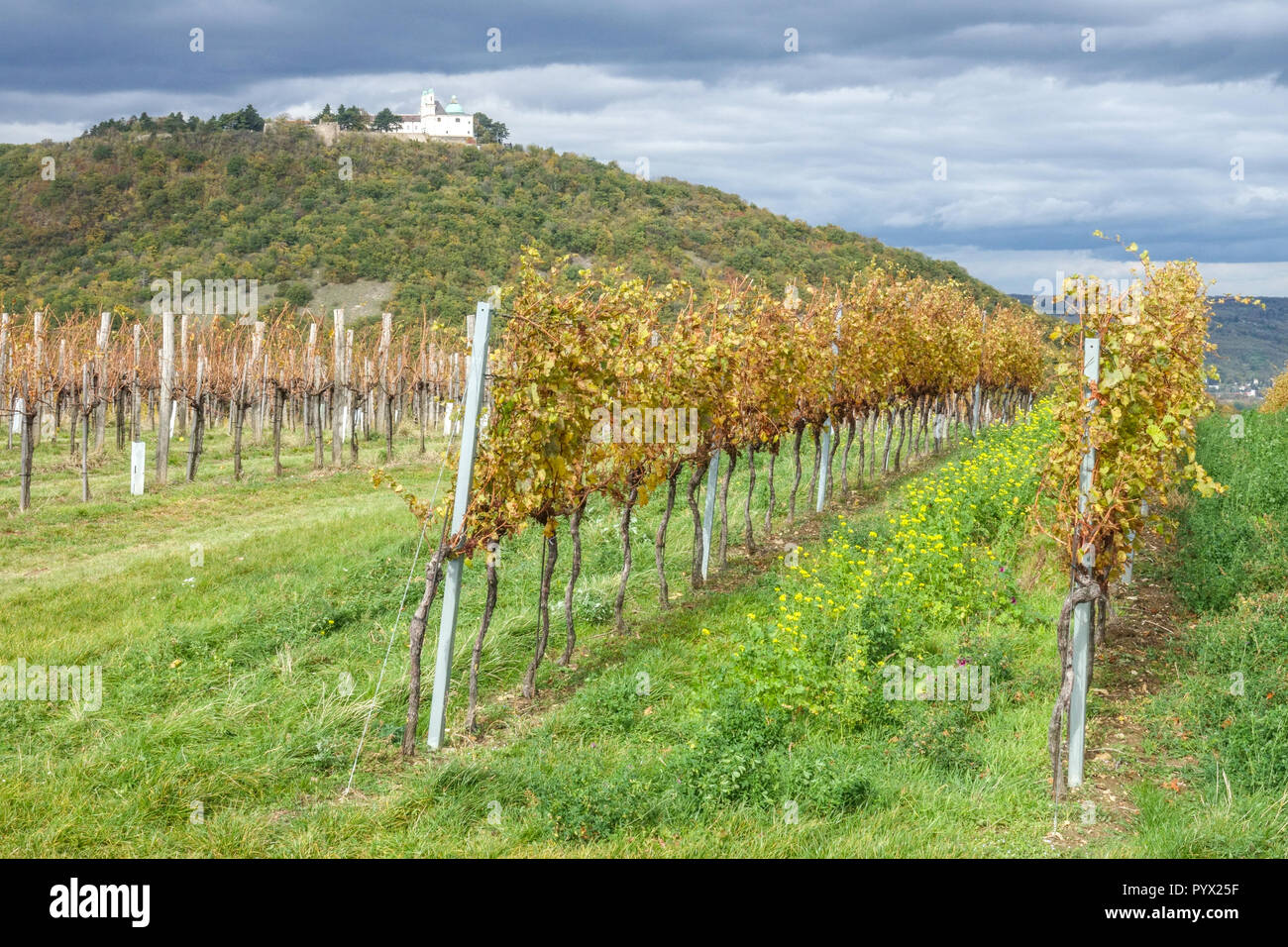 Österreichische Weinberge unterhalb der Leopoldsberg Hill in der Nähe von Wien, Österreich Stockfoto