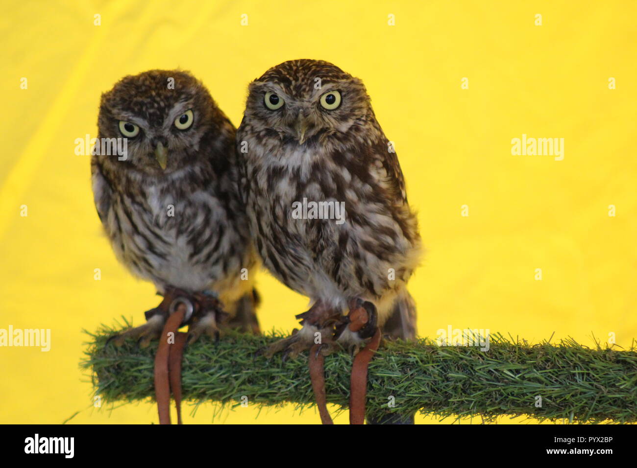 Zwei Eulen in einem gelben Zelt Stockfoto