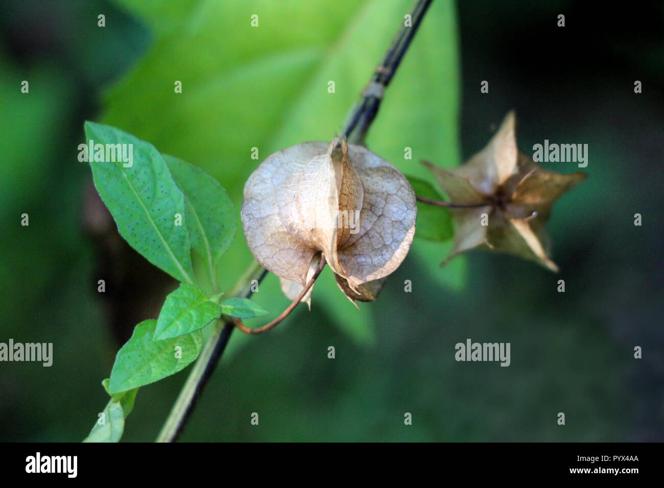 Nicandra physalodes oder Apple - von - Peru oder verscheuchen-fliegen Pflanze reifen Laterne wie Hellbraun Obst von einzelnen Ast mit Blätter umgeben Stockfoto