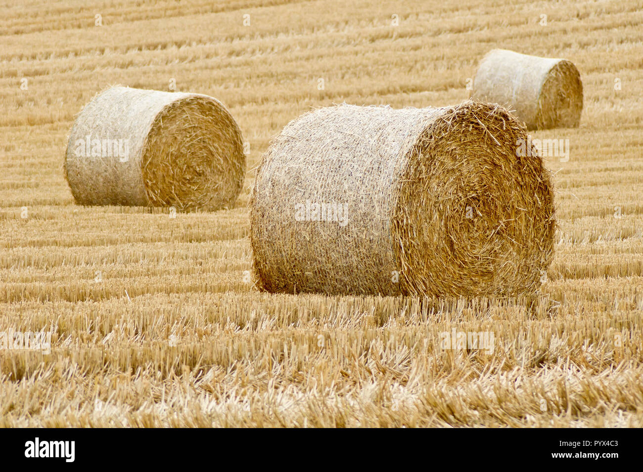 Drei Strohballen sitzen in einem kürzlich geernteten Weizenfeld, Angus, Schottland, Großbritannien. Stockfoto