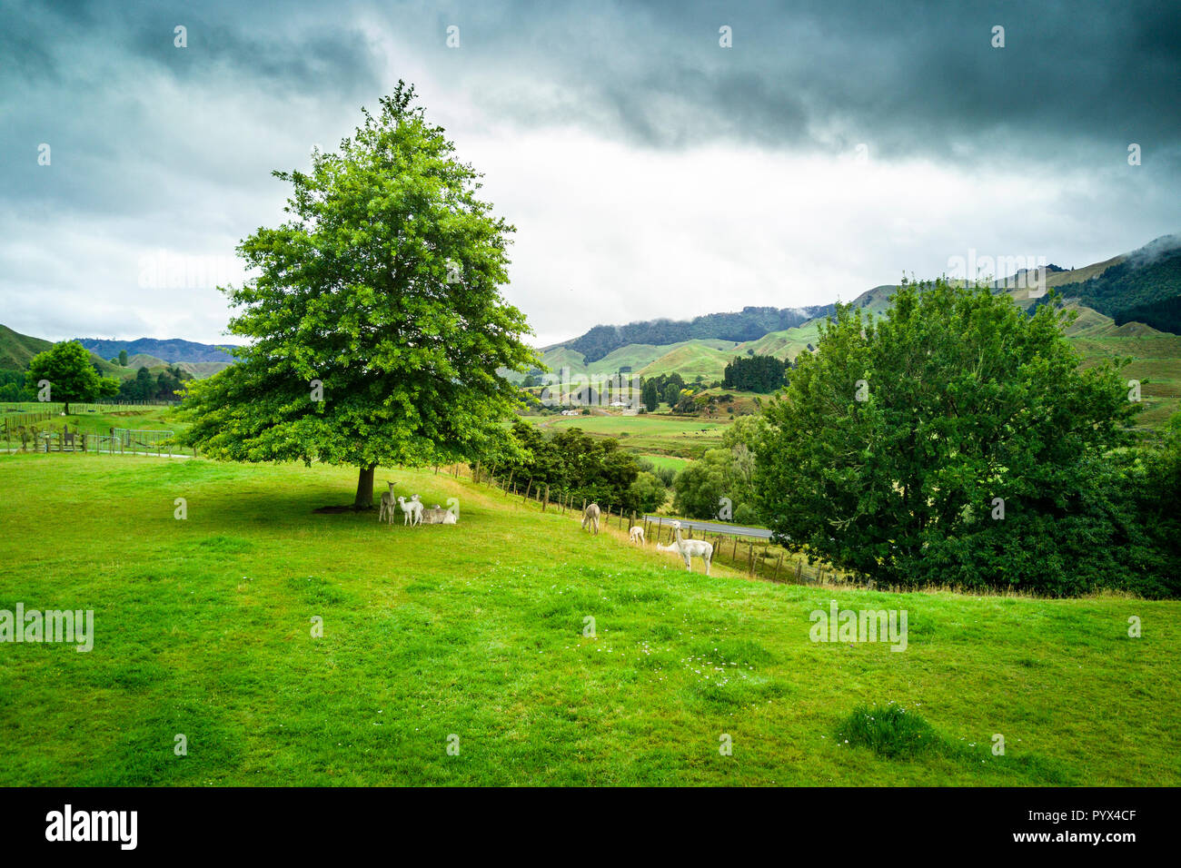 Alpakas Bauernhof in einer schönen Landschaft in Whanganui, Neuseeland Stockfoto