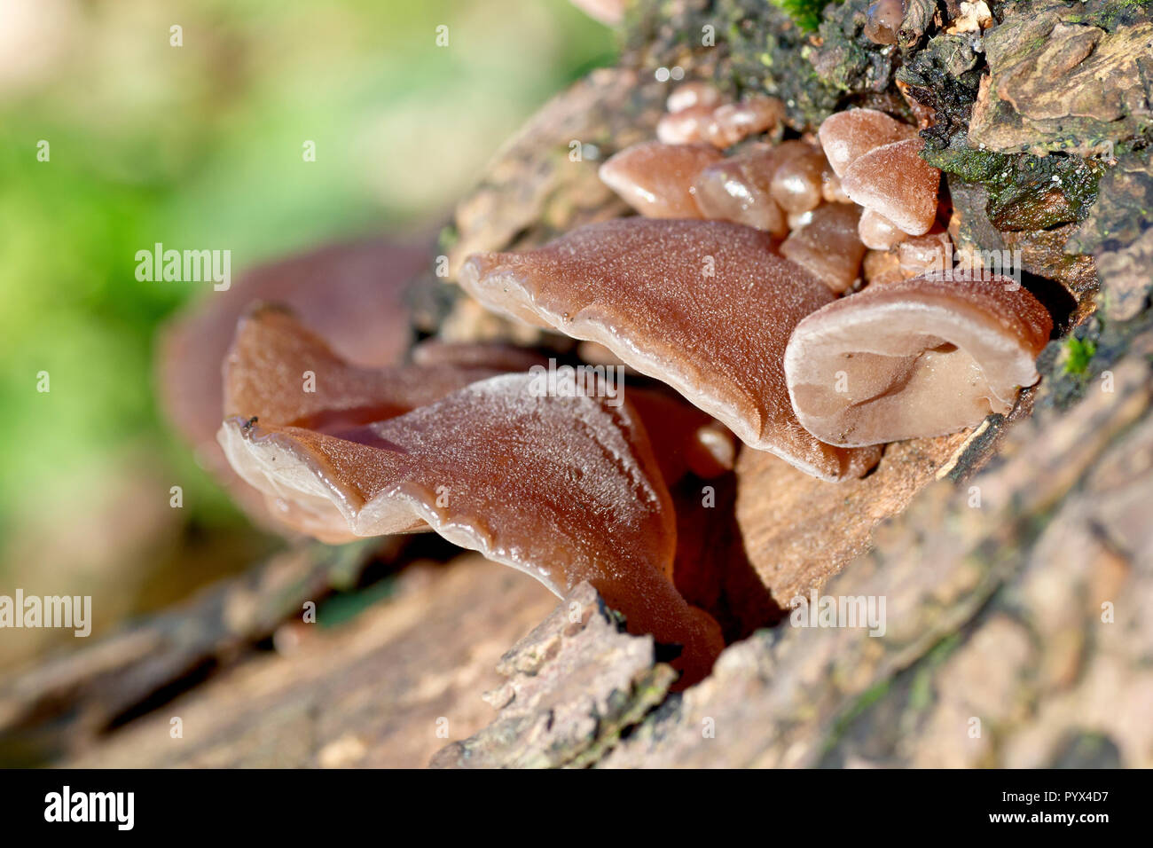 Gelee-Ohr-Pilz (hirneola oder auricularia auricula-judae), Nahaufnahme der Fruchtkörper des Pilzes, früher als Judenohr bekannt. Stockfoto