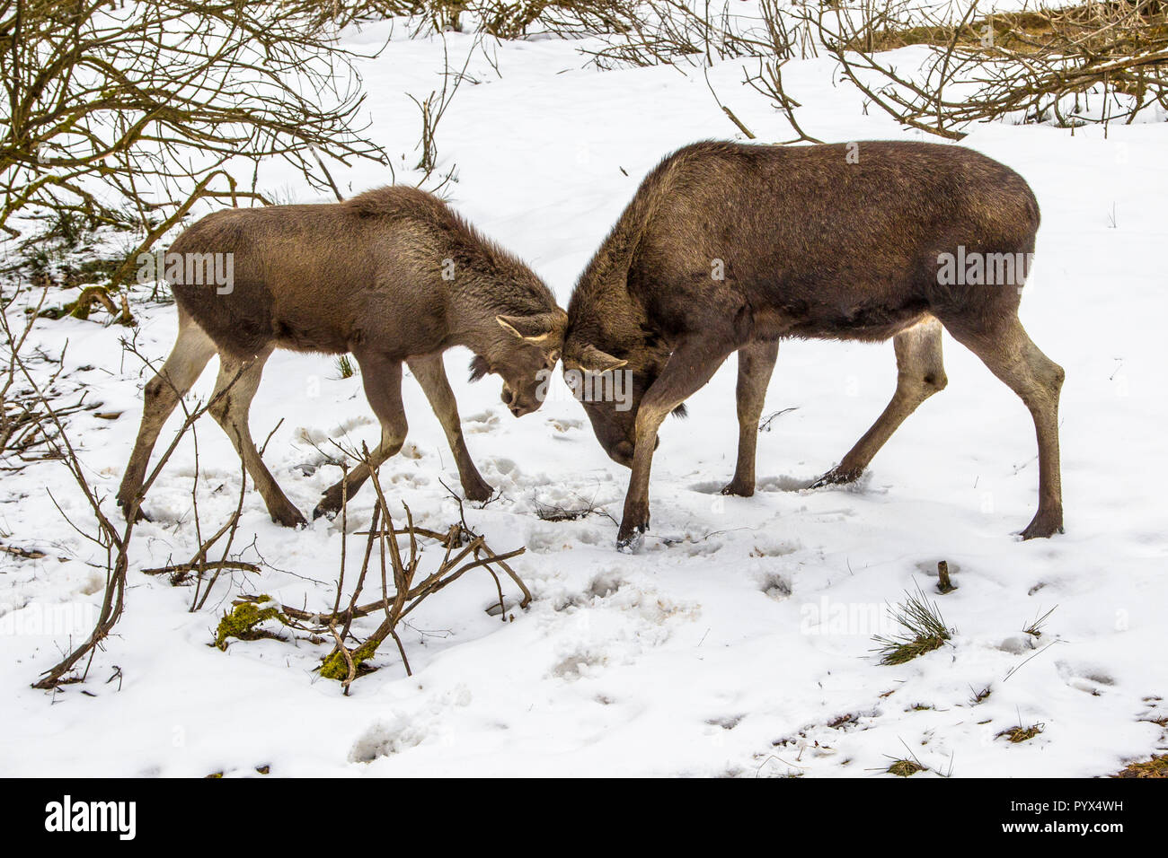 Die Elche (Nordamerika) oder Elch (Eurasien), Alces alces, ist die größte rezenten Arten in der Hirsch Familie. Mutter und Jungtiere spielen Stockfoto