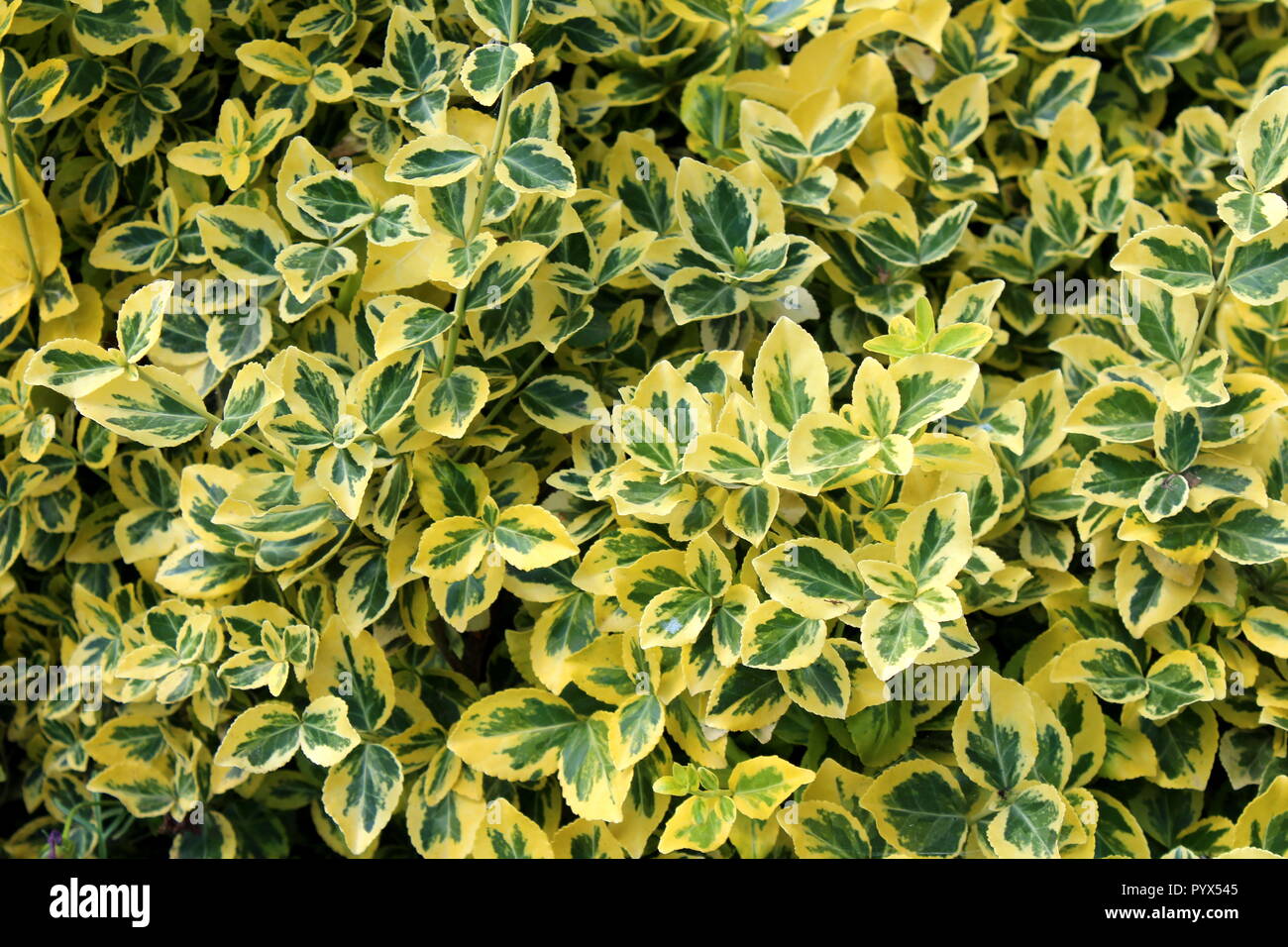 Wintercreeper oder Euonymus Undulata oder die Spindel oder Klettern  euonymus oder Vermögen Spindel oder Winter Kriechgang immergrüner Strauch  Pflanze mit Grün, Gelb Stockfotografie - Alamy