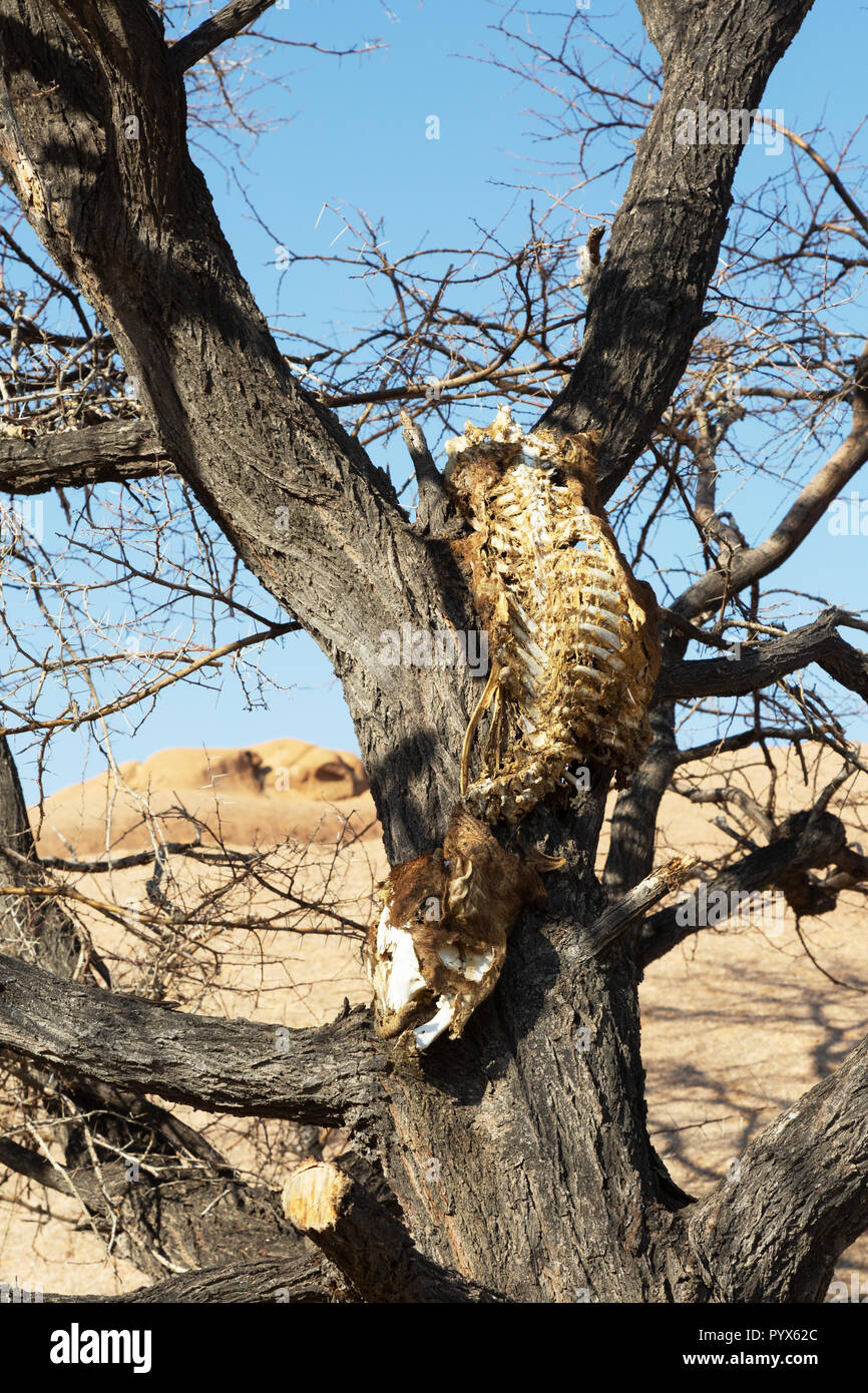 Leopard töten Afrika - Reste einer Pflanzenfresser in einem Baum als Ergebnis eines Leoparden töten, Spitzkoppe, Namibia Afrika Stockfoto