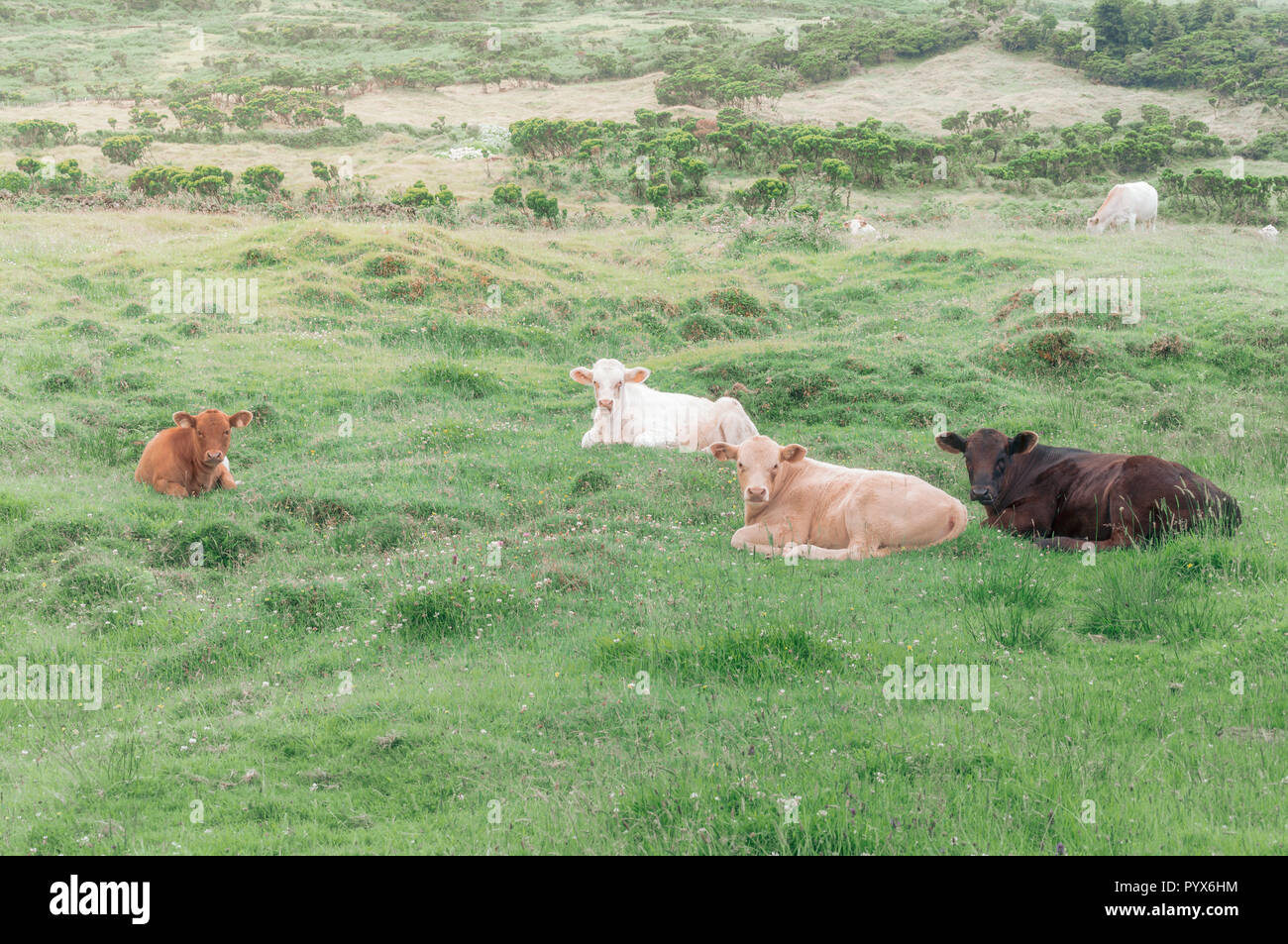 Bild von vier süßen Kälbern in das grüne Gras liegend Stockfoto