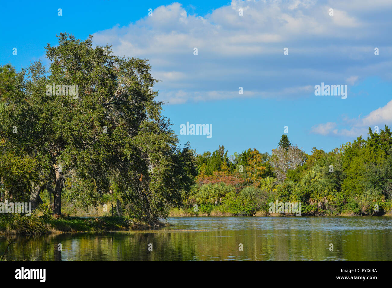 Schöne Aussicht am See Seminole, Seminole, Florida Stockfoto