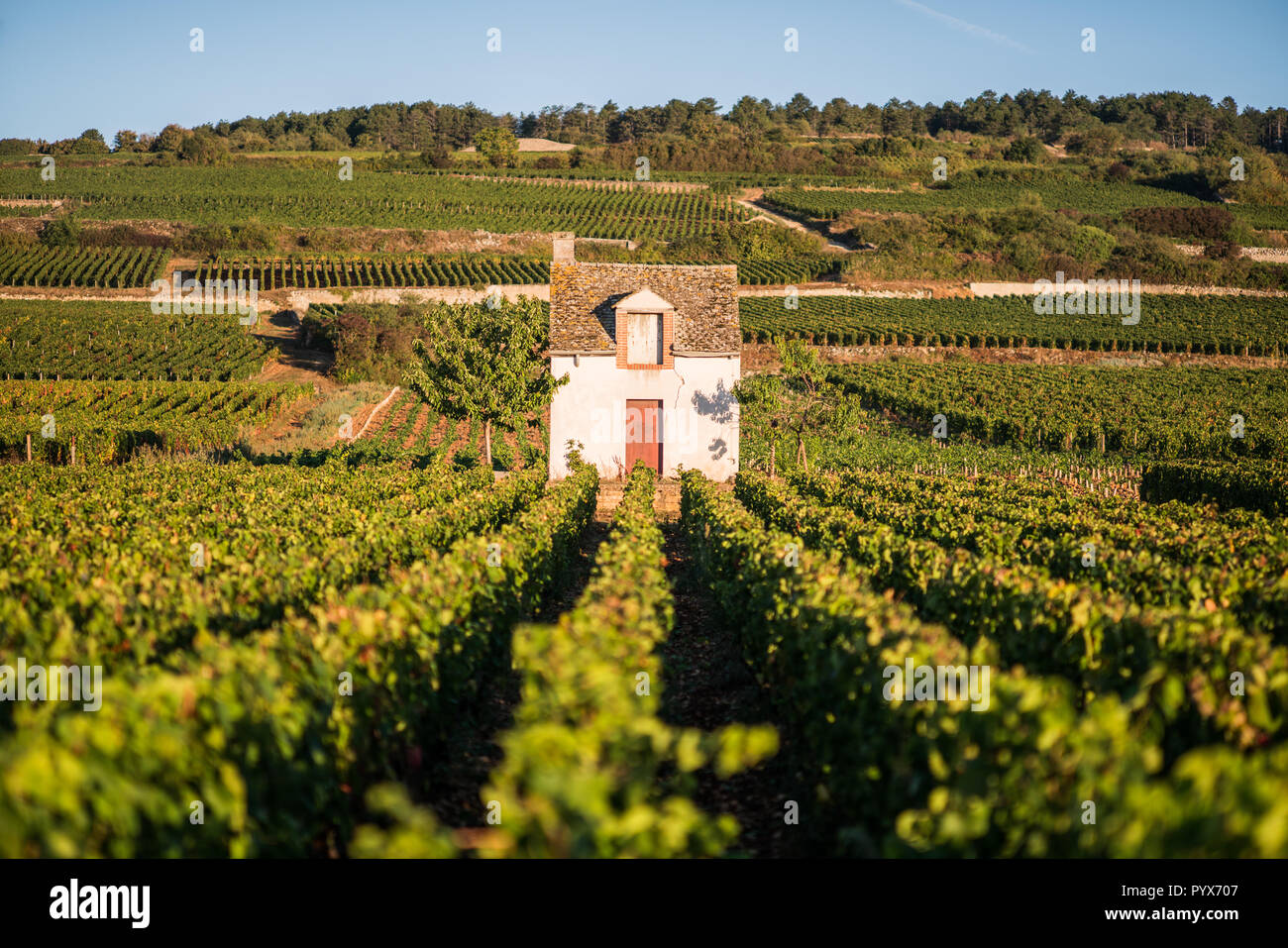 Weinberg in der Nähe von Beaune, Burgund, Frankreich, Europa. Stockfoto