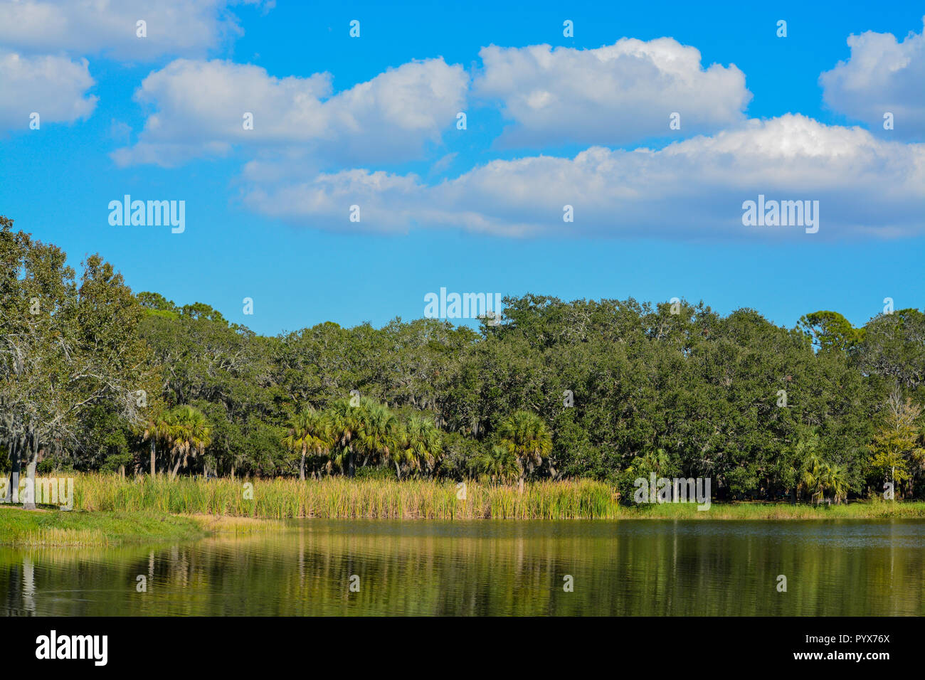 Schöne Aussicht am See Seminole, Seminole, Florida Stockfoto