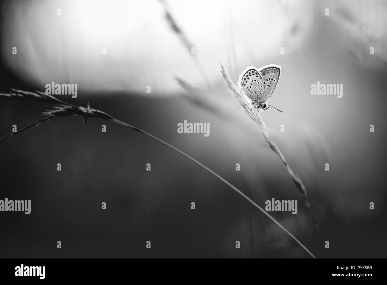 Schwarze und weiße floral background. Zarte natur Konzept, künstlerische Licht und Stockfoto