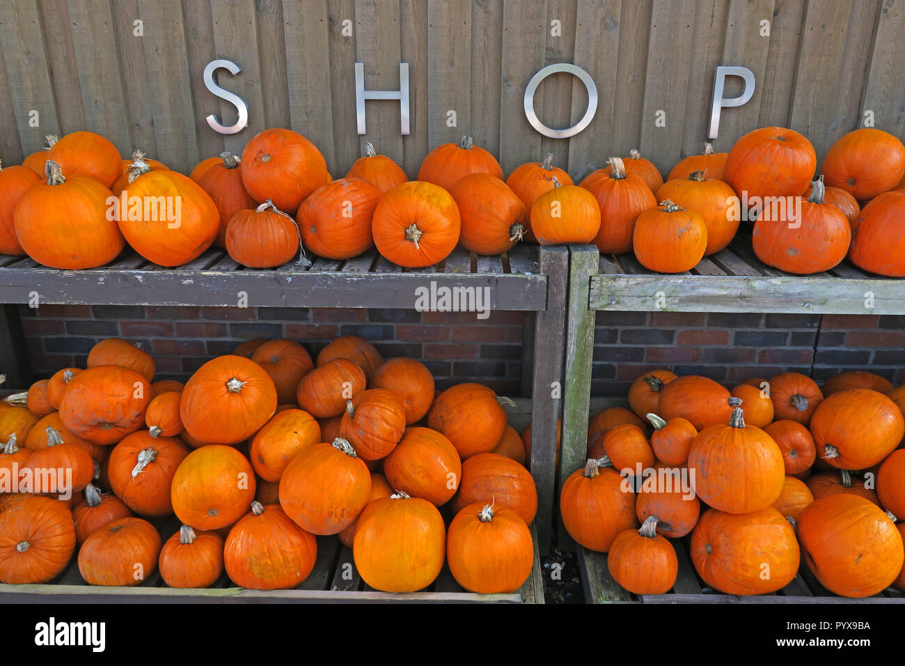 Halloween Shopping, orange Kürbisse, Stockfoto