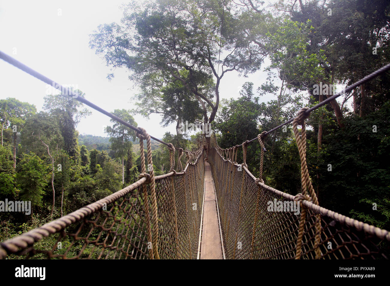 Baum Canopy Walk im Kakum National Park, Ghana Stockfoto