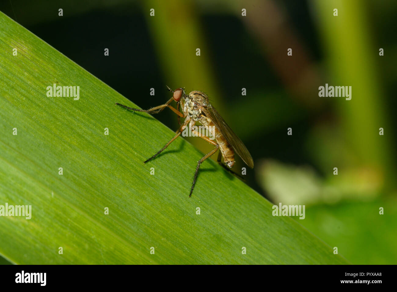 Tanz fliegen, Empis sp. - Möglicherweise Empis livida Stockfoto