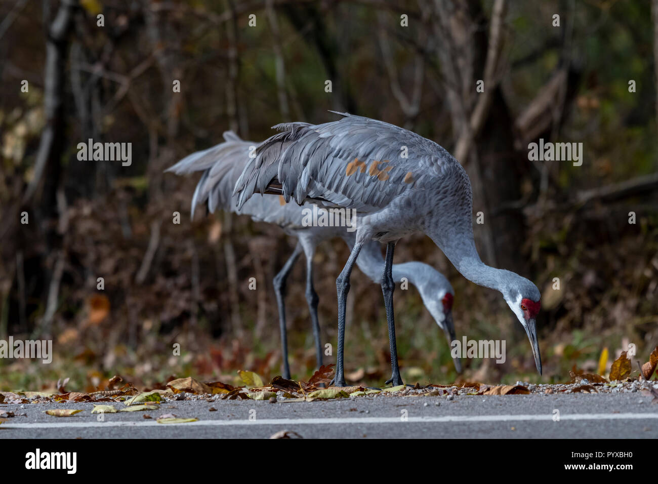 Zwei Kanadakraniche (Antigone canadensis) und Fütterung an der Seite der Straße. Stockfoto